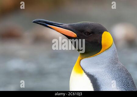 Königspinguin (Aptenodytes patagonicus halli) auf Macquarie Island, subantarktisches Australien. Nahaufnahme eines erwachsenen Vogels. Stockfoto