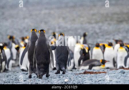Drei Königspinguine (Aptenodytes patagonicus halli) zu Fuß zu anderen Pinguinen in der Ferne am Strand von Macquarie Island, subantarktisches Australien Stockfoto