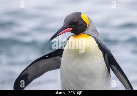 Nahaufnahme eines erwachsenen Königspinguins (Aptenodytes patagonicus halli), der aus dem Meer auf Macquarie Island, subantarktisches Australien, verschmilzt. Stockfoto