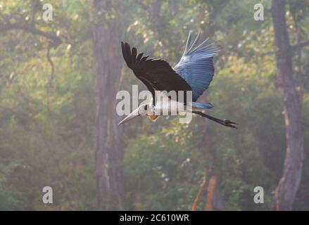 Kleiner Adjutant (Leptoptilos javanicus) im Flug innerhalb einer Waldlichtung. Mit Hintergrundbeleuchtung fotografiert. Stockfoto