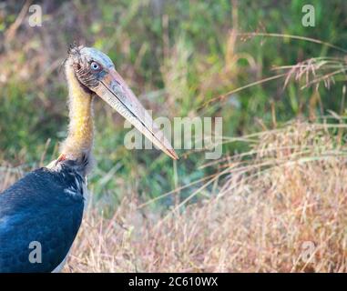 Nahaufnahme eines Erwachsenen Lesser Adjutant (Leptoptilos javanicus), stehend auf einem Grasfeld in einer Waldlichtung. Stockfoto