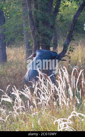 Kleiner Adjutant (Leptoptilos javanicus) im Flug durch eine Waldlichtung. Stockfoto