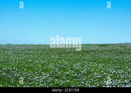 Flachs (Linum usitatissimum) in Blüte. Puy-de-Dome. Der Auvergne. Frankreich Stockfoto