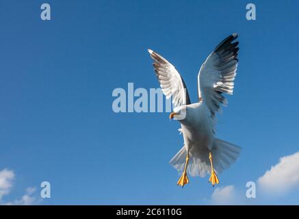 Erwachsene Kleinmöwe (Larus fuscus), die dicht hinter der Fähre zur Watteninsel Texel, Niederlande, fliegt. Stockfoto