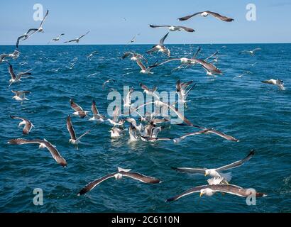 Riesige Schar kleiner Schwarzer Möwen (Larus fuscus), die in den Niederlanden über die Nordsee fliegen. Dem Fischerboot folgen und Lebensmittel abholen Stockfoto