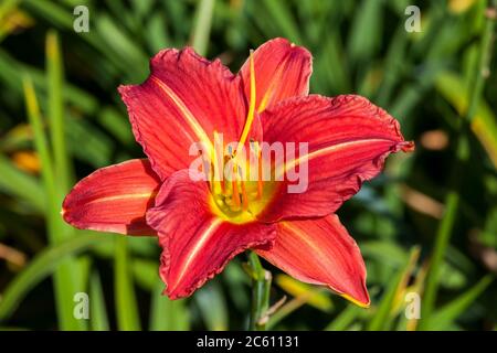 Hemerocallis 'Morocco Red' eine frühlingsblühende Pflanze, die allgemein als Taglilie bekannt ist Stockfoto