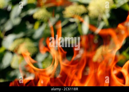 Textur. Lagerfeuer. Orange Flamme eines Feuers. Lagerfeuer schließen. Feuer in der Natur. Lagerfeuer Hintergrund. Verschwommenes Foto. Verschwommene Textur. Stockfoto