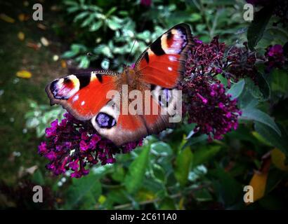 Pfauenfalter auf Buddleia im Garten Surrey, England. Juli 2020. Aglais io, der europäische Pfau, besser bekannt als der Pfau Butterfl Stockfoto