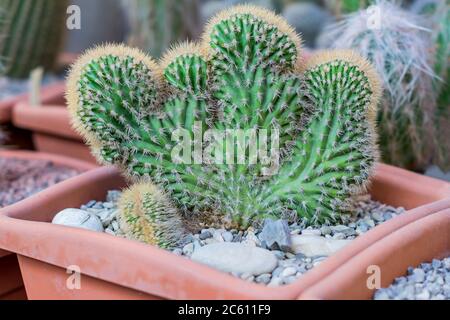 Kaktus Cereus peruvianus monstrosus - Zimmerpflanze in Steinguttopf Stockfoto