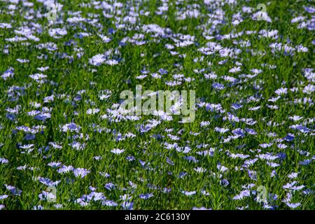 Flachs (Linum usitatissimum) in Blüte. Puy-de-Dome. Der Auvergne. Frankreich Stockfoto