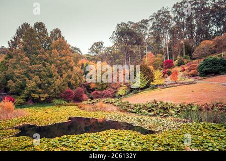 Teich mit Seerosen im Mount Lofty botanischen Garten im Herbst, Adelaide Hills, South Australia Stockfoto