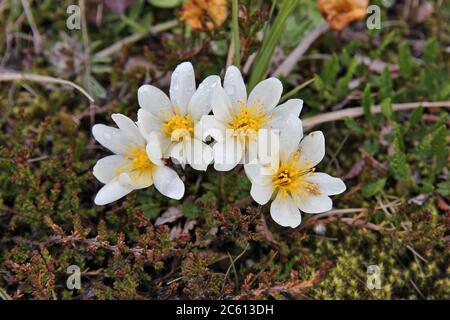 Alpenblumen von Norwegen. Flora von Saltfjellet-Svartisen Nationalpark. Berg avens Arten (Dryas octopetala) der immergrünen subshrub. Stockfoto