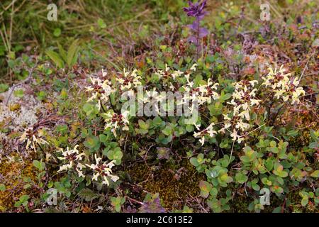 Alpenblumen von Norwegen. Flora von Saltfjellet-Svartisen Nationalpark. Entfernen Lousewort lapponica (Lappland) - Wurzel Parasit Anlage. Stockfoto