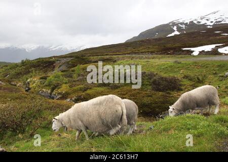 Schafe in der Tundra biome Landschaft in Norwegen. Bergbach im Aurlandsfjellet. Stockfoto