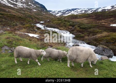 Schafe in der Tundra biome Landschaft in Norwegen. Bergbach im Aurlandsfjellet. Stockfoto