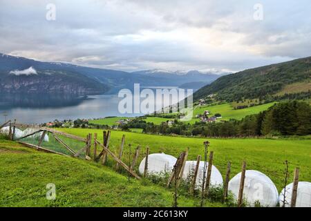 Ländliche Landschaft in Norwegen - Nordfjord Sicht in Utvik. Heuballen in Kunststofffolie verpackt. Stockfoto