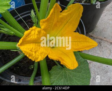 Männliche Blume auf einer Zucchini-Pflanze, die in einem Topf in einem Gewächshaus wächst. Stockfoto