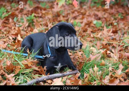 Schwarzer labrador Welpe spielt mit einem Stock im Herbstwald. Stockfoto