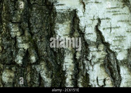 Baumrinde Textur Nahaufnahme Hintergrund Stockfoto