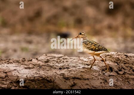 Ein Greater Painted Snipe Male trabelt über einen bund in einem Reisfeld Stockfoto