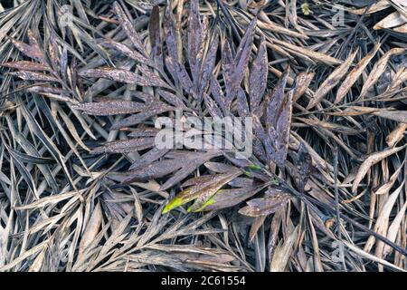 Eine Nahaufnahme eines südlichen seidigen Eichenblattes auf anderen Blättern im Dschungel. Grevillea robusta auch bekannt als australische Silbereiche. Stockfoto