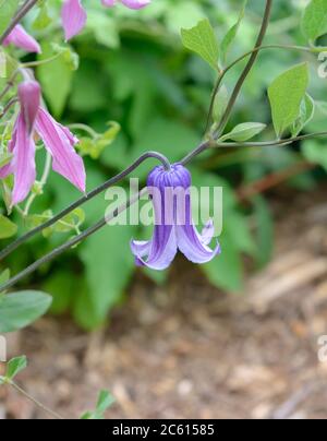 Waldrebe Clematis Rooguchi, Waldrebe Clematis integrifolia Rosea Stockfoto