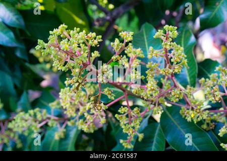 Mangifera indica, auch Mango genannt. Ein Schuss Obstbaum mit kleinen Mangos und seinen Blumen. Stockfoto