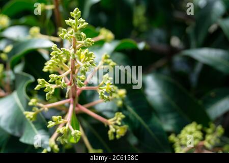 Mangifera indica, auch Mango genannt. Ein Schuss Obstbaum mit kleinen Mangos und seinen Blumen. Stockfoto