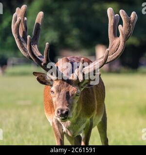 Rothirsch (Cervus elaphus) Hirsch (männlich) mit beeindruckenden Geweih in natürlicher Umgebung Gras und Wald, Deutschland Stockfoto