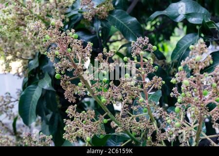 Mangifera indica, auch Mango genannt. Ein Schuss Obstbaum mit kleinen Mangos und seinen Blumen. Stockfoto