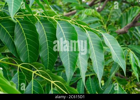 Indische Fliederblätter. Azadirachta indica, allgemein bekannt als Neem, Nimtree oder indische Flieder, ist ein Baum in der Familie der Mahagoni Meliaceae. Stockfoto