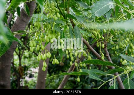 Indische Fliedersamen, Früchte und Blätter. Azadirachta indica, allgemein bekannt als Neem, Nimtree oder indische Flieder, ist ein Baum in der Familie der Mahagoni Meliaceae. Stockfoto