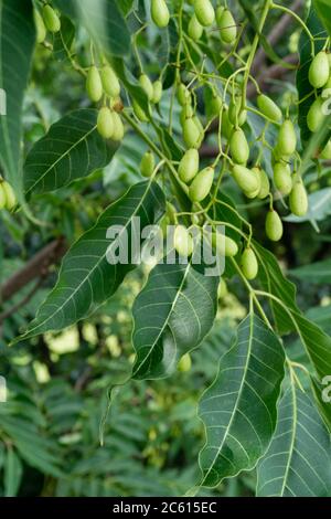 Indische Fliedersamen, Früchte und Blätter. Azadirachta indica, allgemein bekannt als Neem, Nimtree oder indische Flieder, ist ein Baum in der Familie der Mahagoni Meliaceae. Stockfoto