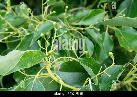 Eine Nahaufnahme von Kampfer Lorbeersamen und Blättern. Cinnamomum camphora ist eine immergrüne Baumart, die allgemein unter den Namen camphor bekannt ist Stockfoto