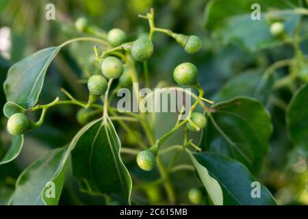 Eine Nahaufnahme von Kampfer Lorbeersamen und Blättern. Cinnamomum camphora ist eine immergrüne Baumart, die allgemein unter den Namen camphor bekannt ist Stockfoto