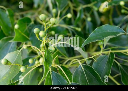 Eine Nahaufnahme von Kampfer Lorbeersamen und Blättern. Cinnamomum camphora ist eine immergrüne Baumart, die allgemein unter den Namen camphor bekannt ist Stockfoto