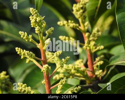 Mangifera indica, auch Mango genannt. Ein Schuss Obstbaum mit kleinen Mangos und seinen Blumen. Stockfoto