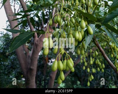 Indische Fliedersamen, Früchte und Blätter. Azadirachta indica, allgemein bekannt als Neem, Nimtree oder indische Flieder, ist ein Baum in der Familie der Mahagoni Meliaceae. Stockfoto