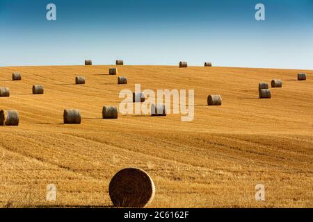 Strohballen, Heuballen in der Region Limagne, Departement Puy de Dome, Auvergne Rhone Alpes, Frankreich Stockfoto