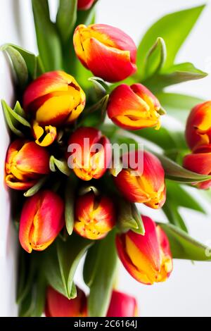 Schöne Tseti Tulpen und Rosen auf einem hellen Hintergrund Stockfoto