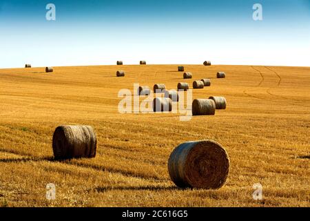 Strohballen, Heuballen in der Region Limagne, Departement Puy de Dome, Auvergne Rhone Alpes, Frankreich Stockfoto