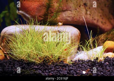 Bodenabdeckung eleocharis Pflanze im Aquarium auf dem Hintergrund der dekorativen Steine. Selektiver Fokus Stockfoto