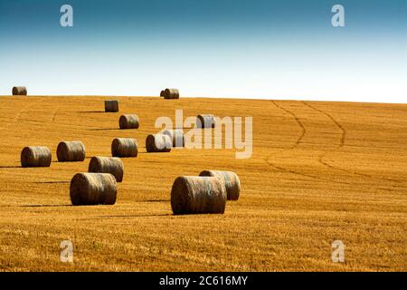 Strohballen, Heuballen in der Region Limagne, Departement Puy de Dome, Auvergne Rhone Alpes, Frankreich Stockfoto