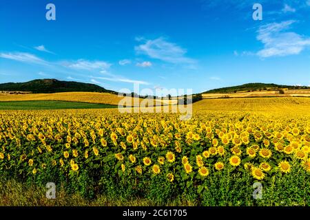 Feld der Sonnenblumen. Puy de Dome, Auvergne-Rhone-Alpes. Frankreich Stockfoto