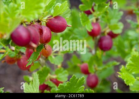 Rote Stachelbeere Stockfoto