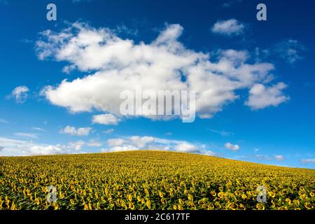 Feld der Sonnenblumen. Puy de Dome, Auvergne-Rhone-Alpes. Frankreich Stockfoto