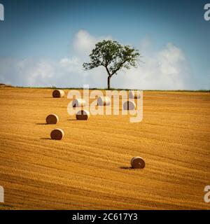 Strohballen, Heuballen in der Region Limagne, Departement Puy de Dome, Auvergne Rhone Alpes, Frankreich Stockfoto