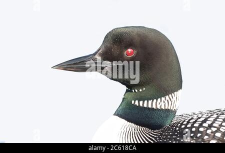 Gemeiner Loon (Gavia immer) Detailaufnahme isoliert auf weißem Hintergrund auf White Lake, ONT, Kanada Stockfoto