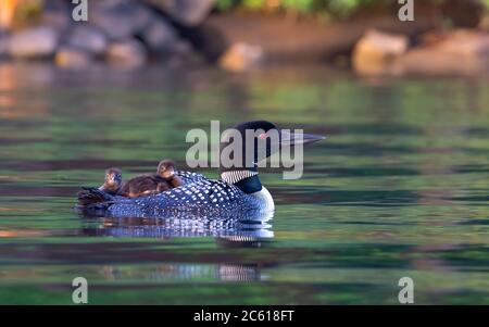 Gemeiner Loon (Gavia immer) in Nahaufnahme schwimmend mit Küken auf dem Rücken auf White Lake, ONT, Kanada Stockfoto