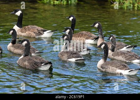 Kanada Gänse Brut - Branta canadensis - am Lake Winnipesaukee, New Hampshire Erwachsene kanadische Gänse und unreife Wildgänse / Gänse Stockfoto